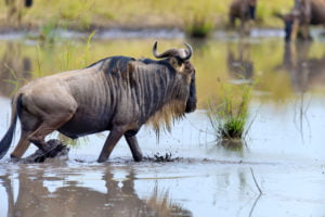 Safari with our boutique is an exclusive journey into the heart of Tanzania, where we excel in tailoring each adventure to your unique preferences, ensuring a personalized and luxurious experience.