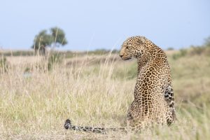 Tanzania Safari Adventures