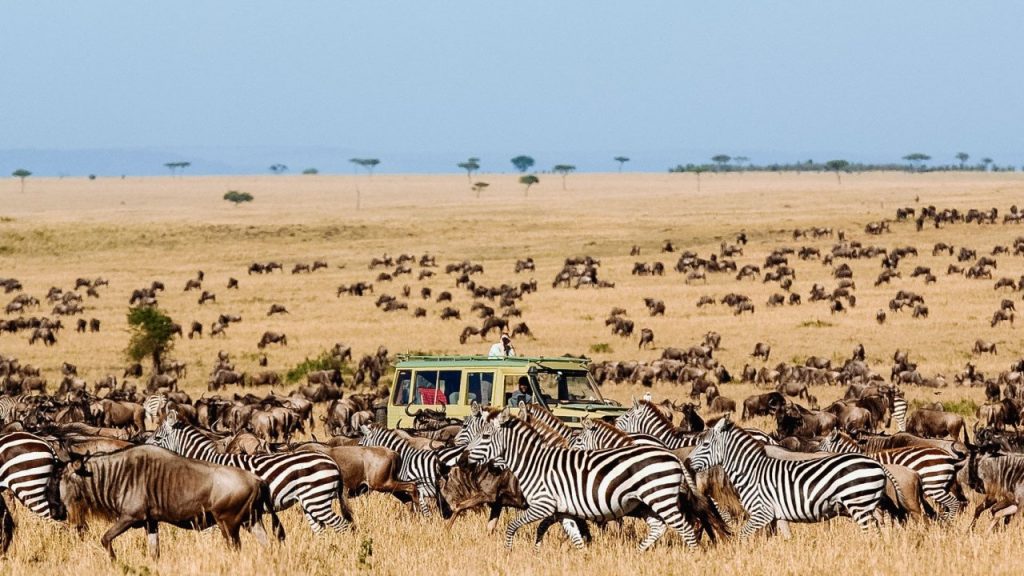 8 Days/7 Nights Comfort Safari: Immerse yourself in Tanzania's wildlife and landscapes with ease on this unforgettable journey.