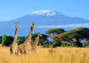 Mt. Kilimanjaro: Conquer Africa's highest peak, a legendary trek offering unparalleled vistas and an unforgettable adventure.