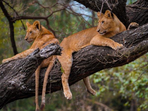 Lake Manyara National Park: Explore diverse ecosystems and abundant wildlife in Tanzania's iconic conservation area.