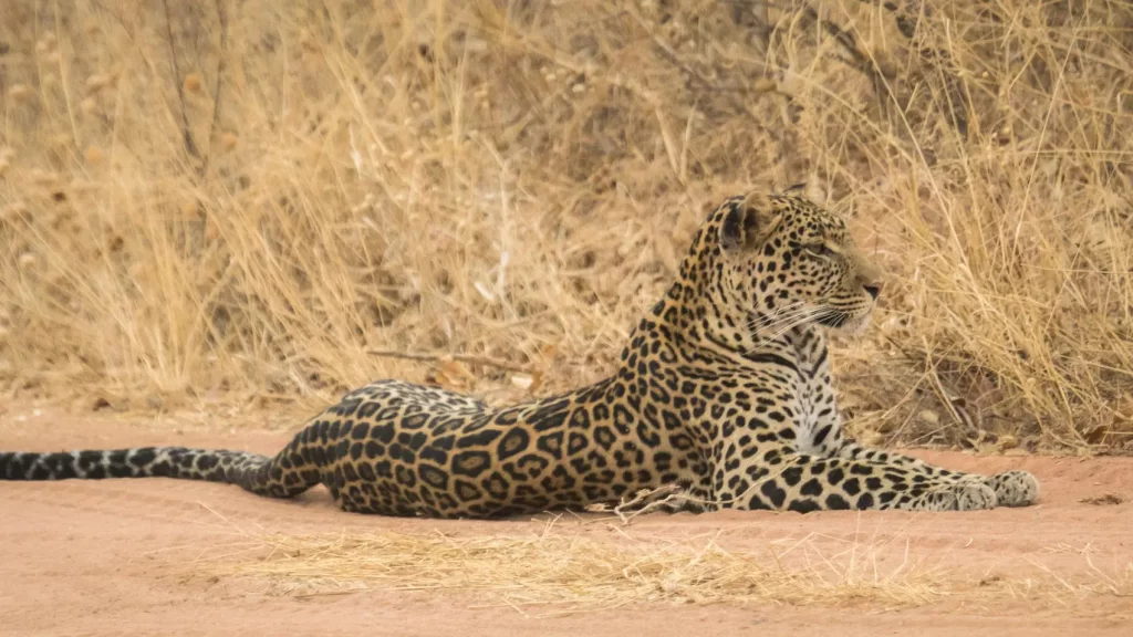 Southern Circuit-safari: Discover Tanzania's hidden gems and diverse wildlife in the tranquil beauty of the Southern Circuit.